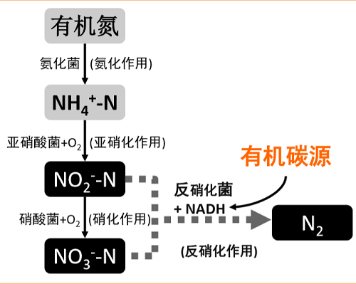 水中氮的形態(tài)及轉換過程